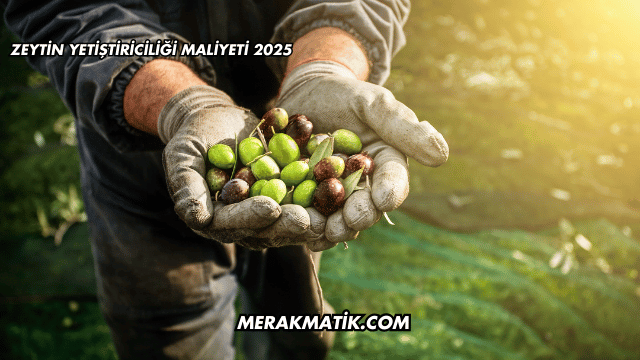 Zeytin Yetiştiriciliği Maliyeti 2025